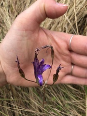 Brodiaea coronaria