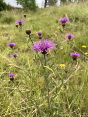Centaurea thuillieri