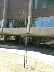 Amelanchier stolonifera