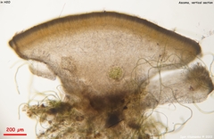 Phaeohelotium fulvidulum