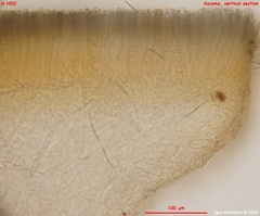 Phaeohelotium fulvidulum