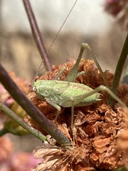 Phaneroptera nana