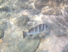 Plectorhinchus playfairi
