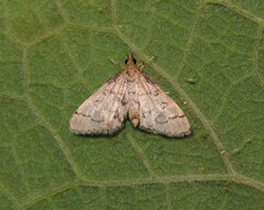 Metasia ophialis