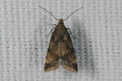 Brachmia blandella