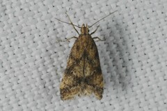 Brachmia blandella