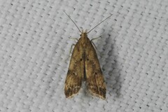 Brachmia blandella