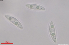 Phaeohelotium fulvidulum