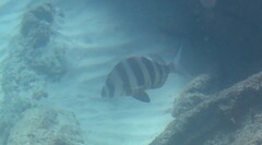 Diplodus hottentotus
