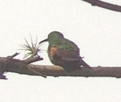 Saucerottia beryllina