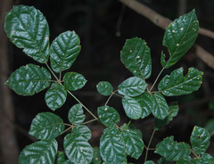 Handroanthus impetiginosus