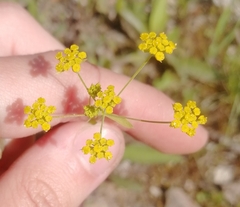 Bupleurum polyphyllum