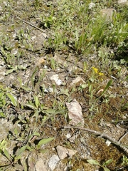 Bupleurum polyphyllum