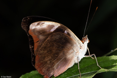 Catonephele acontius caeruleus