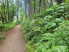 Actaea elata elata