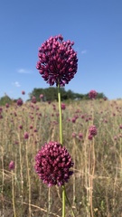 Allium