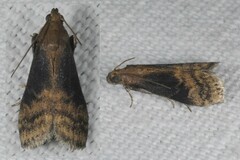 Euzophera fuliginosella