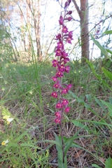 Epipactis atrorubens