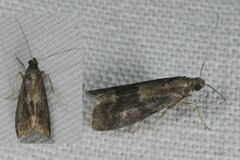 Glyptoteles leucacrinella