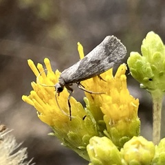 Cisthene faustinula
