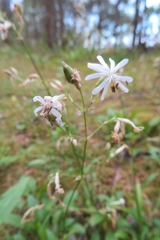 Silene nutans