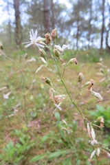 Silene nutans