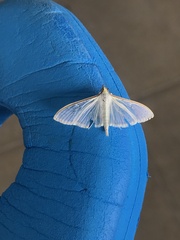 Palpita quadristigmalis