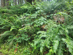 Actaea elata elata