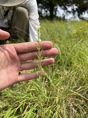 Solidago nemoralis longipetiolata