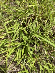 Solidago nemoralis longipetiolata