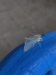 Palpita quadristigmalis