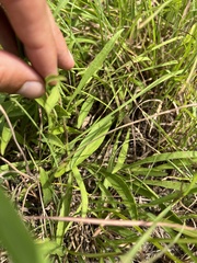 Solidago nemoralis longipetiolata