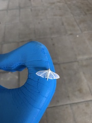 Palpita quadristigmalis