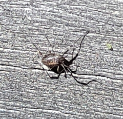Paroligolophus agrestis