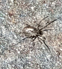 Paroligolophus agrestis