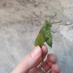 Tettigonia cantans