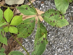 Phyllosticta parthenocissi