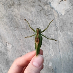 Tettigonia cantans