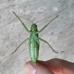 Tettigonia cantans