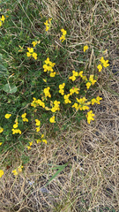 Lotus corniculatus