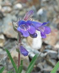 Penstemon gormanii