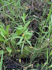 Lysimachia thyrsiflora