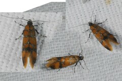 Promalactis procerella