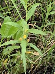 Lysimachia thyrsiflora