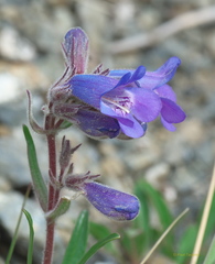 Penstemon gormanii
