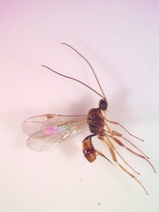 Meteorus pulchricornis