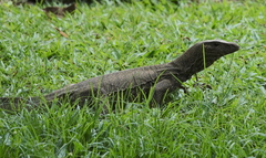 Varanus nebulosus