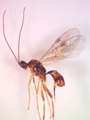 Meteorus pulchricornis