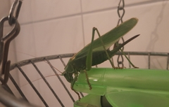 Tettigonia viridissima