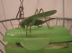 Tettigonia viridissima